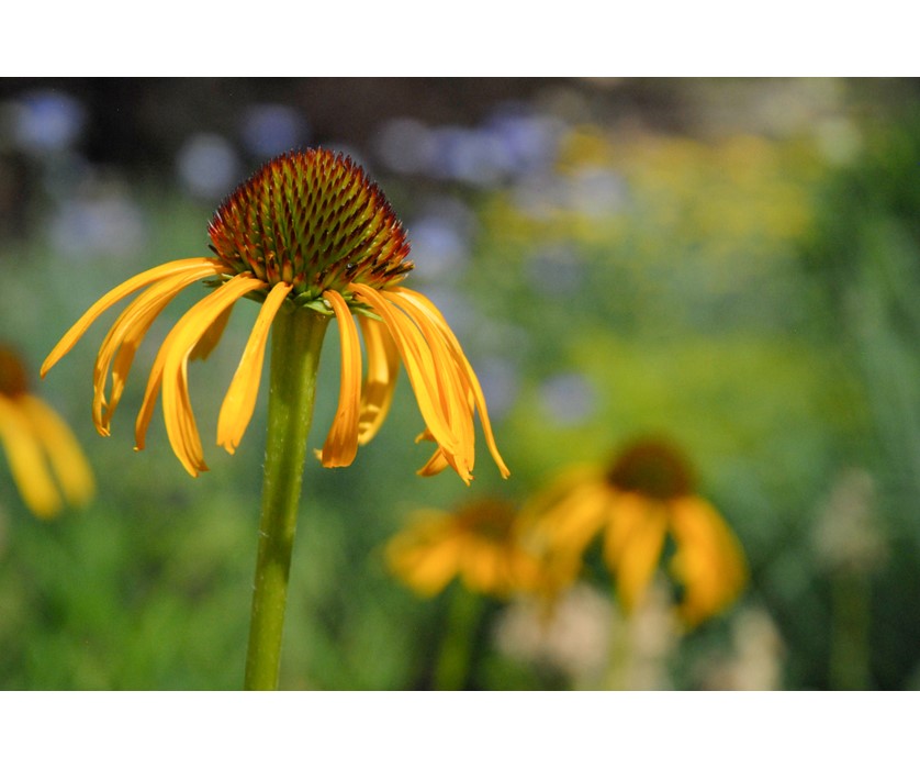 Yellow Coneflower